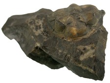 Devon  Otontochile hausmanni  Sehr seltener Trilobit  Am Berg Domil  CSFR  W82-6