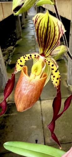 Paphiopedilum select blühend - paphiopedilum,