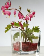 Glaswürfel, Übertopf aus