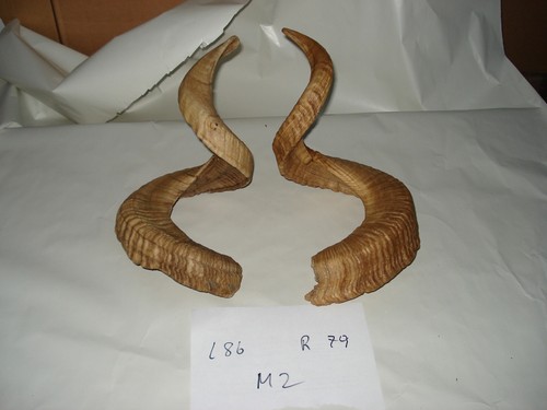 Mufflon widder muffel hörner - widder,
