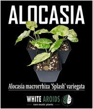 Alocasia macrorrhiza 'Splash'