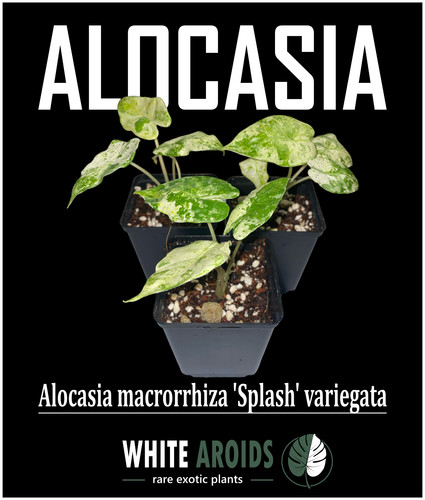 Alocasia macrorrhiza splash - alocasia, 'splash'