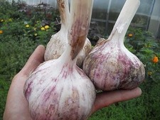 10x Große Zehen Lila