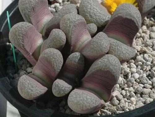 Sale953 lithops divergens - lithops,