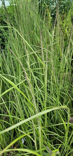 Calamagrostis acutiflora - calamagrostis,