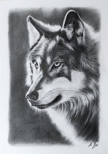 Zeichnung eines wolfes - wolfes, im