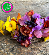 GOLDLACK  Fair Lady Mix ? Duftstaude ❤️ 100+ Samen Bauerngarten