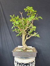 Kastanie Bonsai Prebonsai