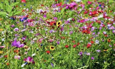 1kg Samen Bienenweide Wildpflanzen Bienen Bunte WIESE SOMMER-BLUMEN Mehrjährig