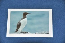 REWE ABENTEUER TIERWELT