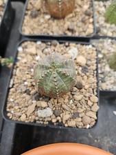 Euphorbia pseudoglobosa