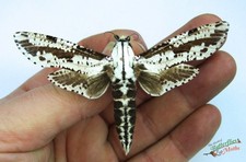 Morpheis mathani riesen - morpheis,