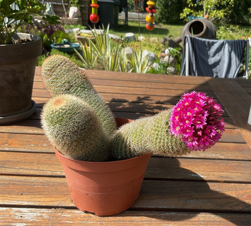 Mammilaria