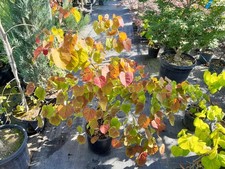 Cercis canadensis 'Eternal Flame' ®, 120cm SOLITÄR , orange roter Judasbaum