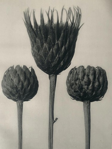 1929 karl blossfeldt - karl,