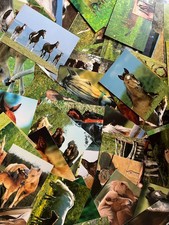 Pferdepostkarte AK Postkarte Pferd 85 Stück DJH