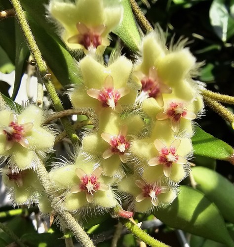Heavenly hoya soidaoensis - heavenly,