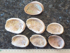 Muscheln stck haliotis - stck,