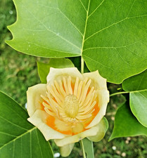 SAMEN der Tulpenbaum