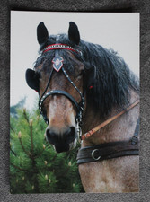 Postkarte Belgier,Kaltblut,Pferd,Pferde,Tier,Pferdepostkarte,AK,Ansichtskarte,PL