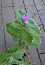Tradescantia sillamontana