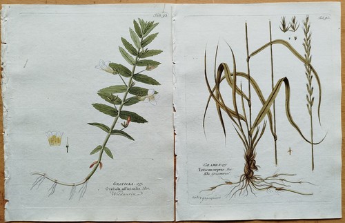 Drucke galbanum galanga - drucke,