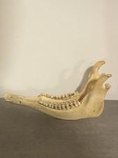 Reh Gebiss Kiefer Unterkiefer