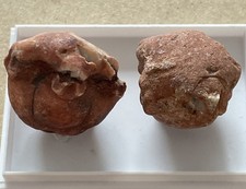 Neoplatycrinus dilatatus - ,