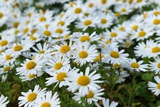 6000 samen wiesen margerite - 6000,