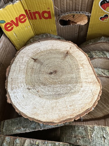 Baumscheiben holzscheiben - baumscheiben,