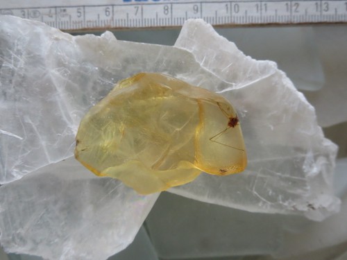 Kopal copal junger bernstein - copal,,