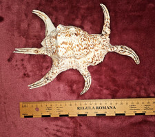 ##  dekorative Lambis chiragra