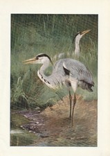 Graureiher (Ardea cinerea) Fischreiher seltener Kunstdruck von 1901 Wilhelm Kuhn