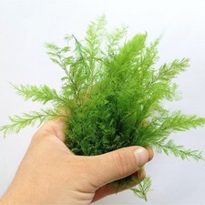 Grüner Farn Frühling