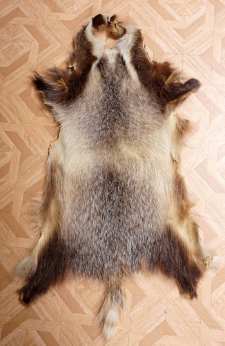 Schönes dachsfell badger fur - badger,