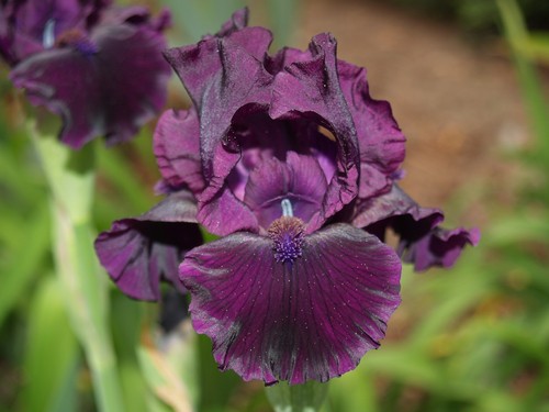 Schwertlilie iris midnight - schwertlilie,