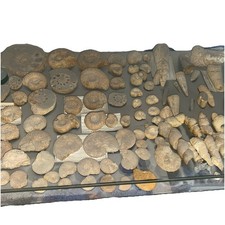 Versteinerungen Fossilien Konvolut Jura