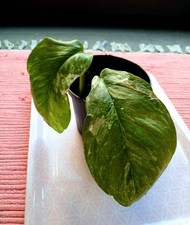 Monstera Lechleriana Variegata Pflanze