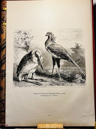 Marabu sekretär gravur 1879 - marabu,