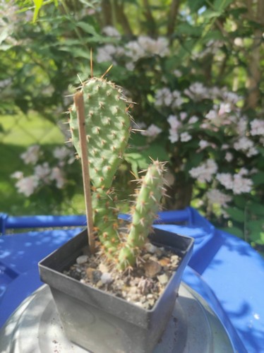 Opuntia winterhart frosthart - winterhart,,