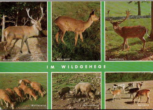Wildgehege schwarzwild - ak, wildgehege,