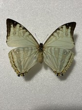 Entomologie*morpho zephyritis
