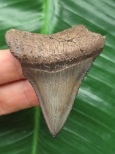 5,8 cm scharfer Zahn des