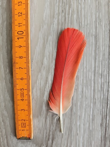 Vogelfeder rot - cm, ❤
