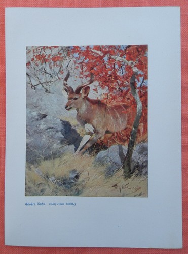 Großer kudu antilope sambesi - großer,