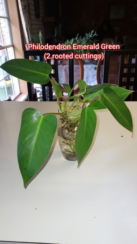 Philodendron green emerald 2 - philodendron,