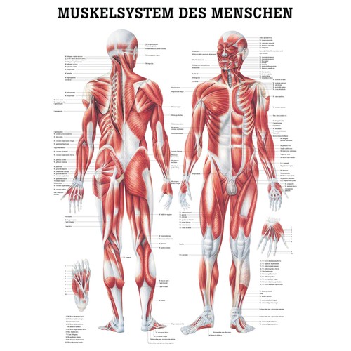 Muskelsystem poster anatomie - muskelsystem,