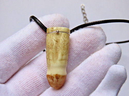 Amazonas krokodil zahn - amazonas, (molar)