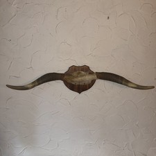 Echte Longhorn Hörner/Rind