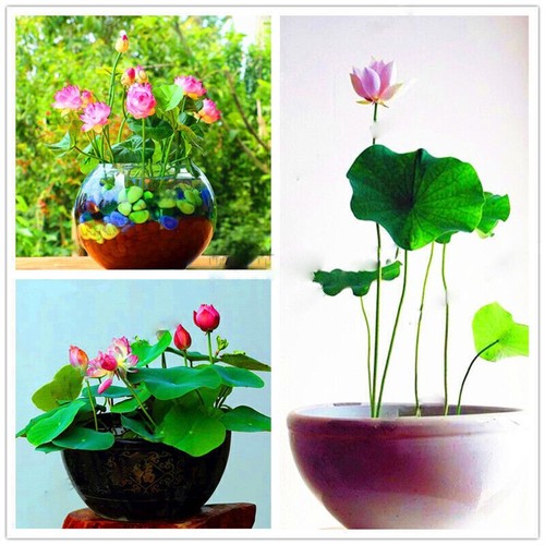90x lotusblume samen - 30-90x, mix